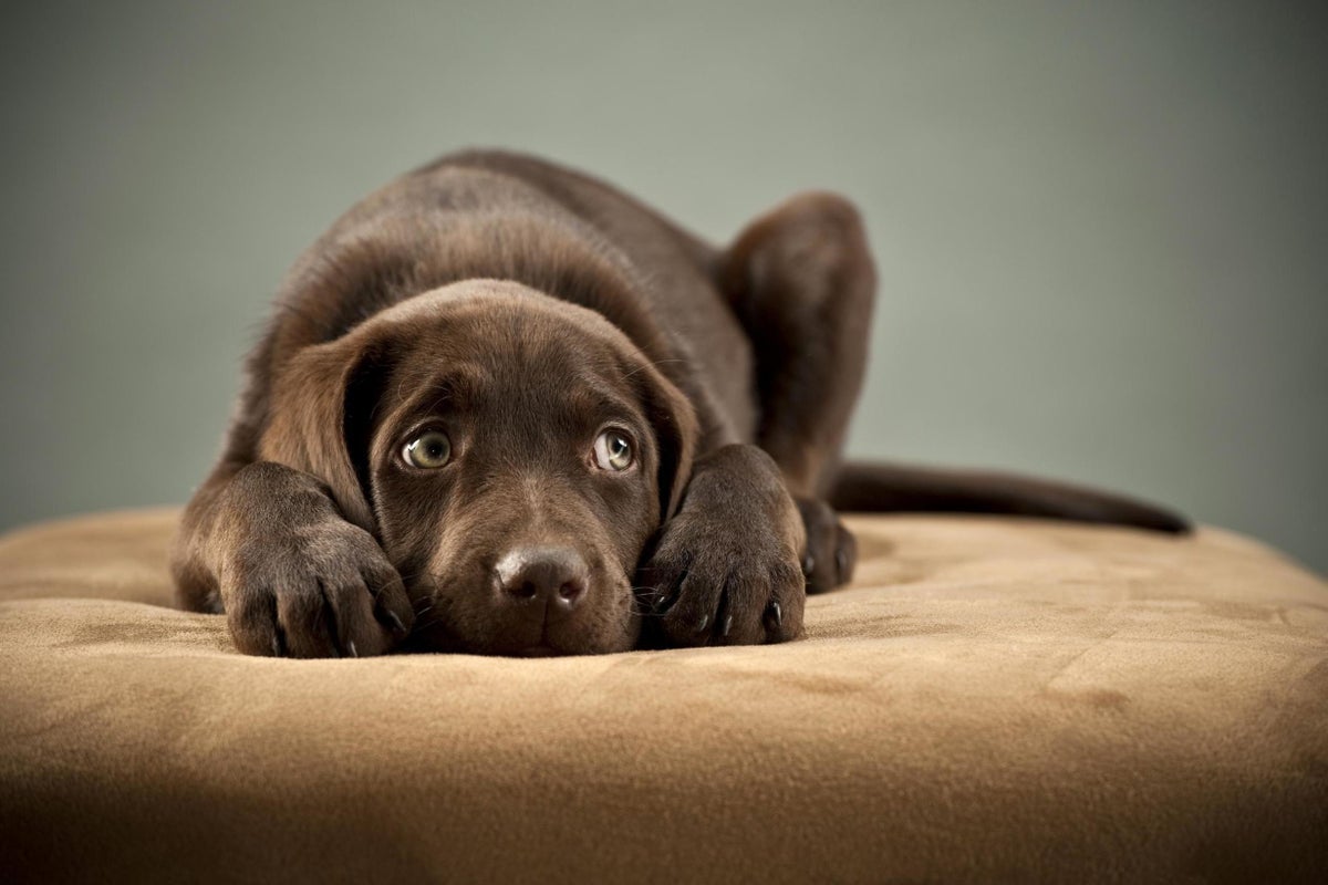 Majority Of Dogs Suffer From Anxiety Study Finds The Independent The Independent