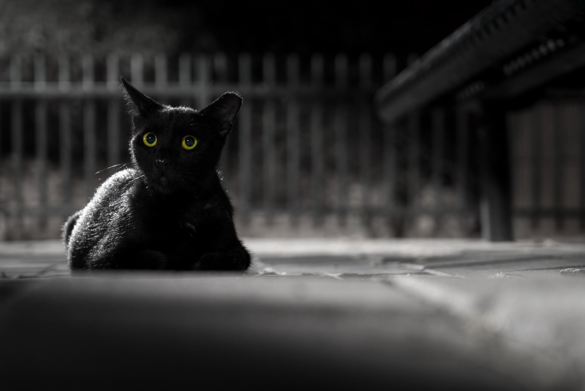 Black cats bringing bad luck is a socially shared superstition