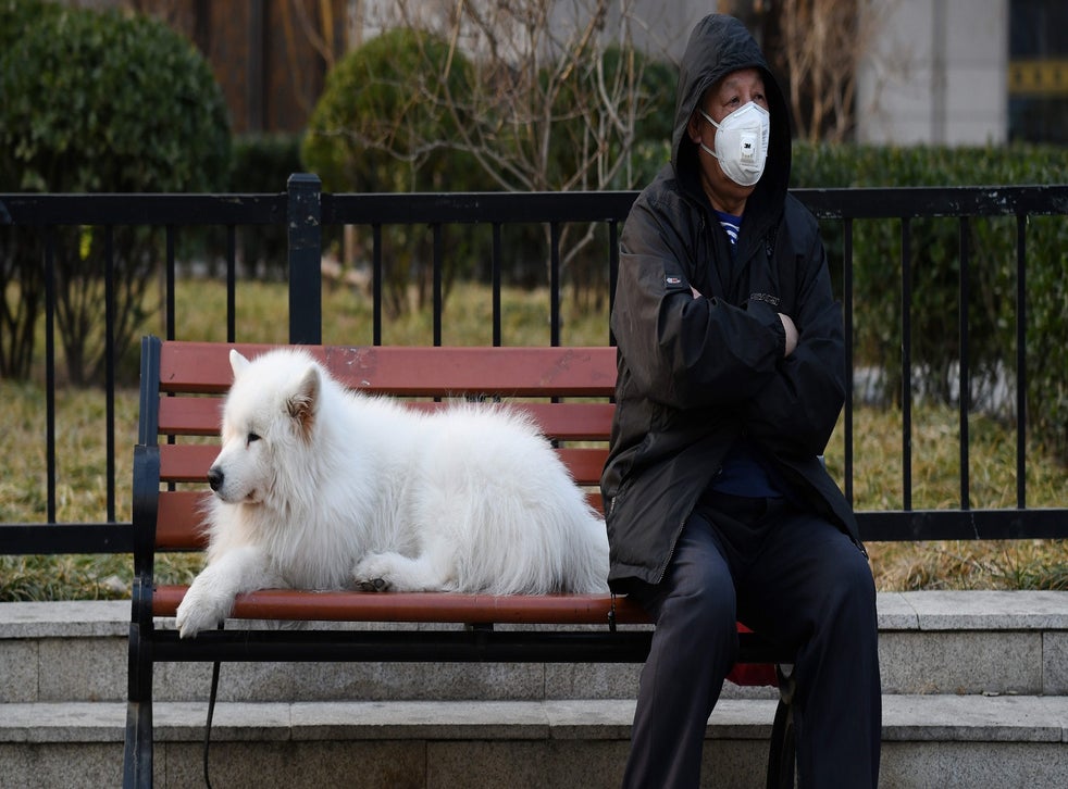 Covid19 Can dog and cats get coronavirus? indy100 indy100