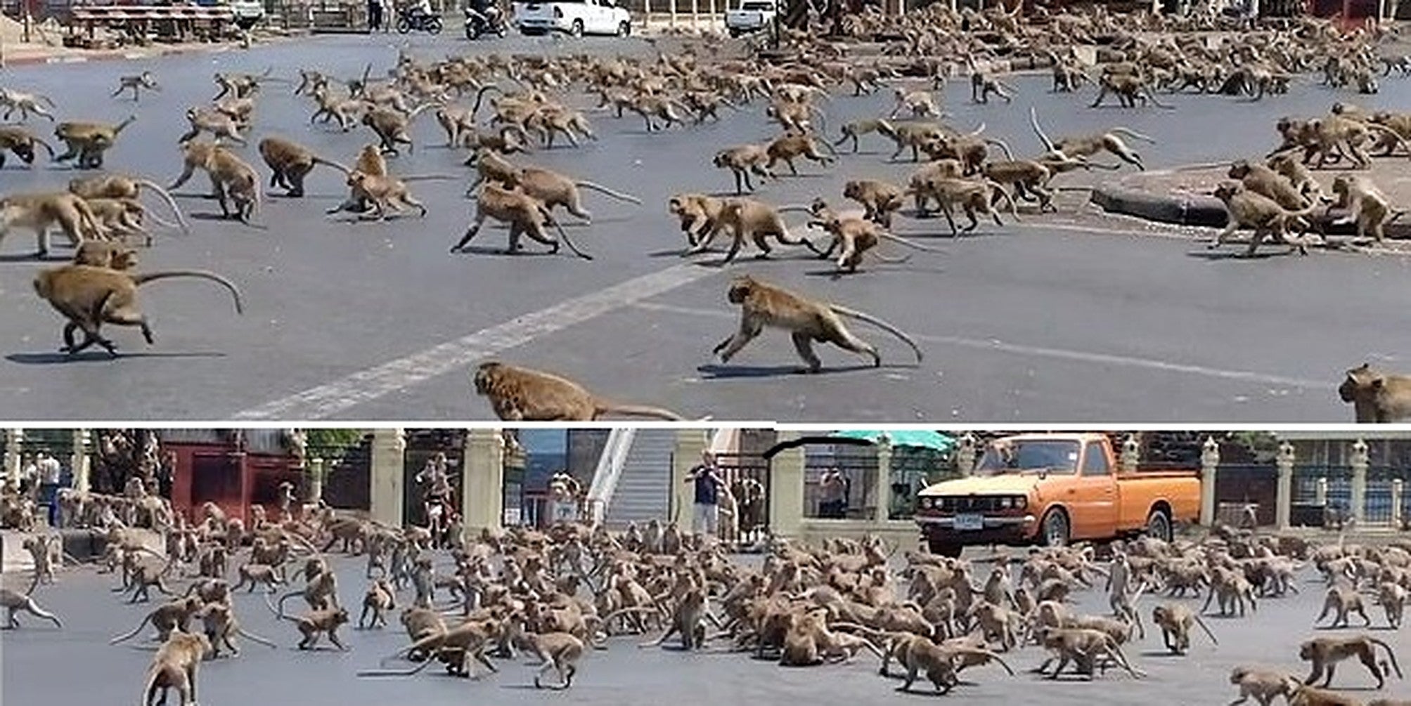 Gangs of feral monkeys invade Thai city left deserted by humans in coronavirus panic 25839548-8100045-image-a-7-1583937614816.v1-0