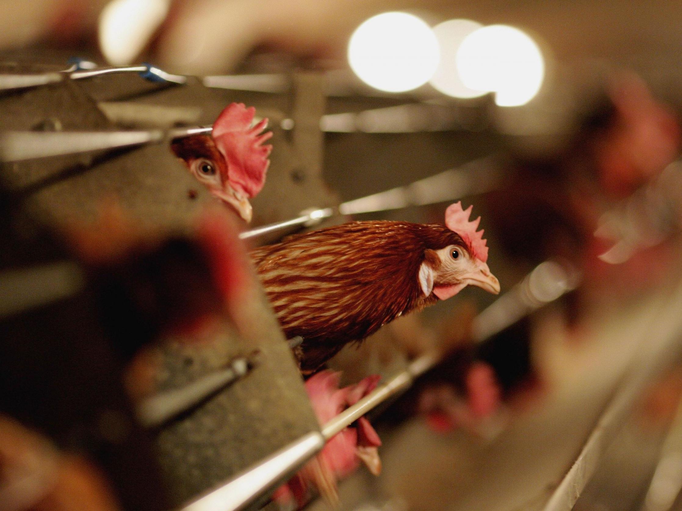 About 8 million farm animals are kept in cages each year, mostly chickens.