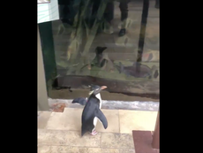 In absence of humans, penguins free to roam around aquarium