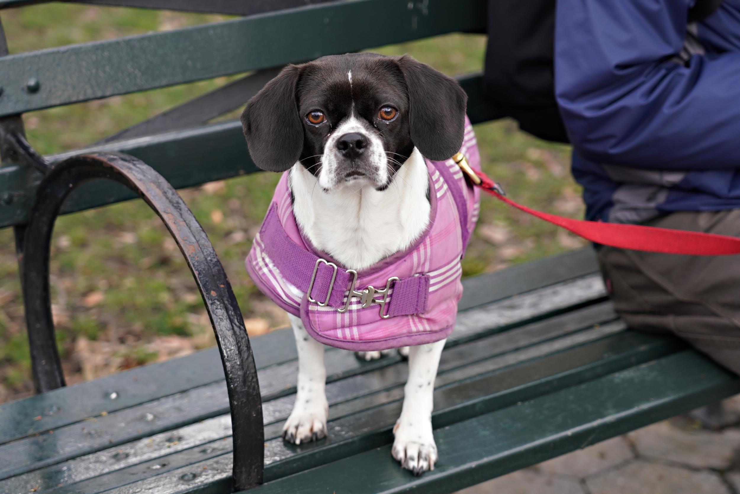 A Beagle/ Pekingese dog stands on a bench in Central Park on March 17, 2020 in New York City. (There is no suggestion that this dog will be euthanized).