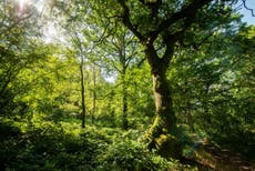 Trees are the natural, powerful tool we have to fight climate change