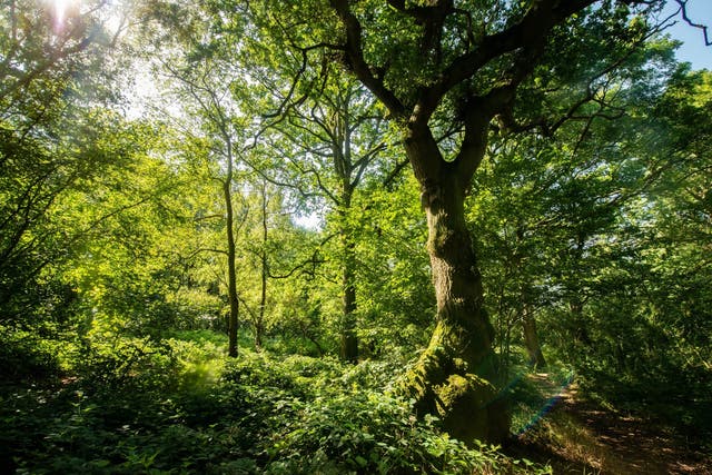 The stakes for the England Tree Strategy could scarcely be higher – for all of us
