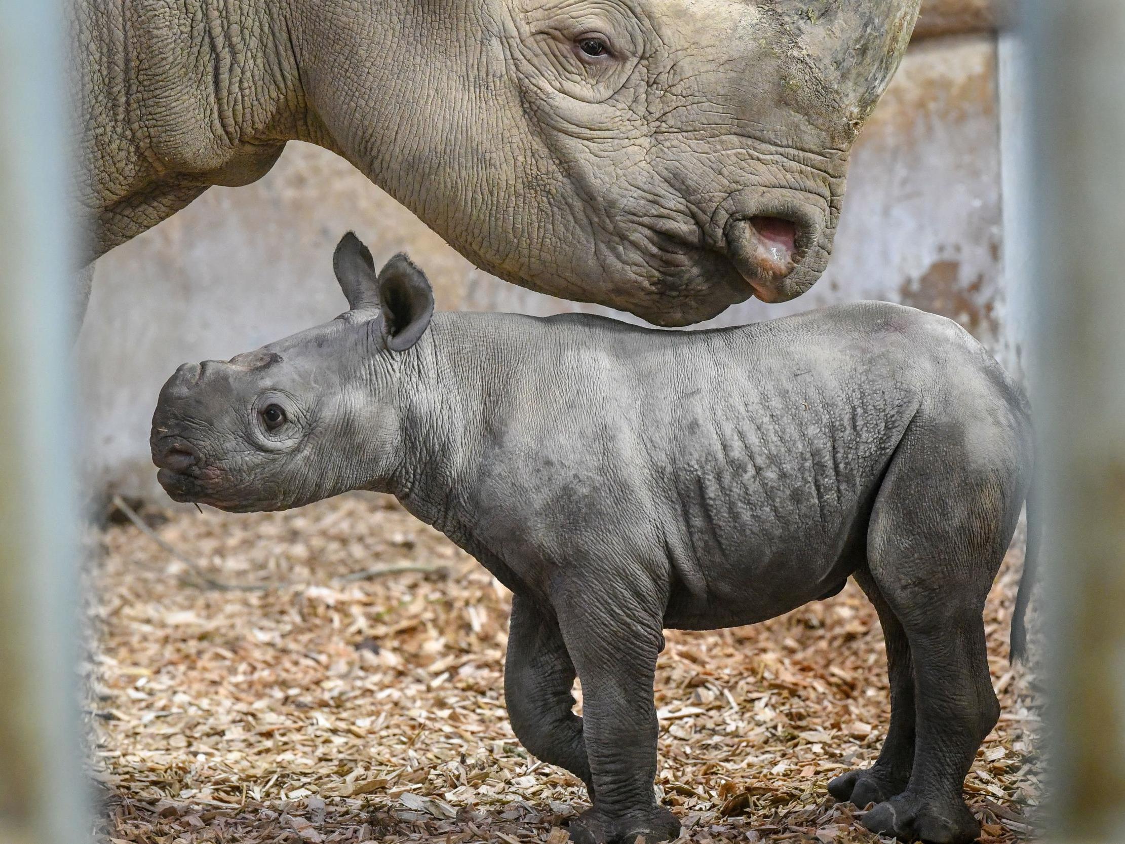 west african black rhino number