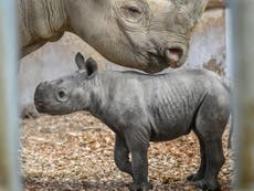 Population of critically endangered African black rhino increasing