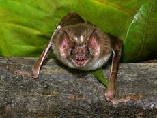 Vampire bats 'kiss with blood' to form close bonds