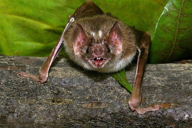 Scientists say that vampire bats form cooperative relationships with strangers from the same species