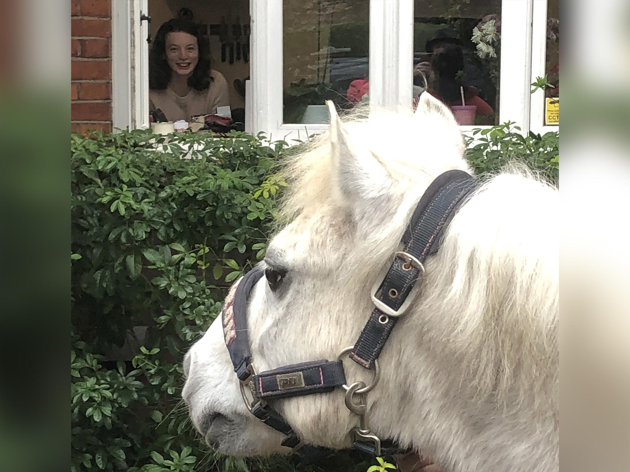 Park Lane Stables are touring their horses around Teddington