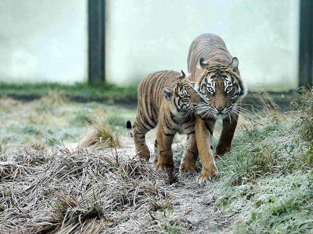 London Zoo has struggled during lockdown