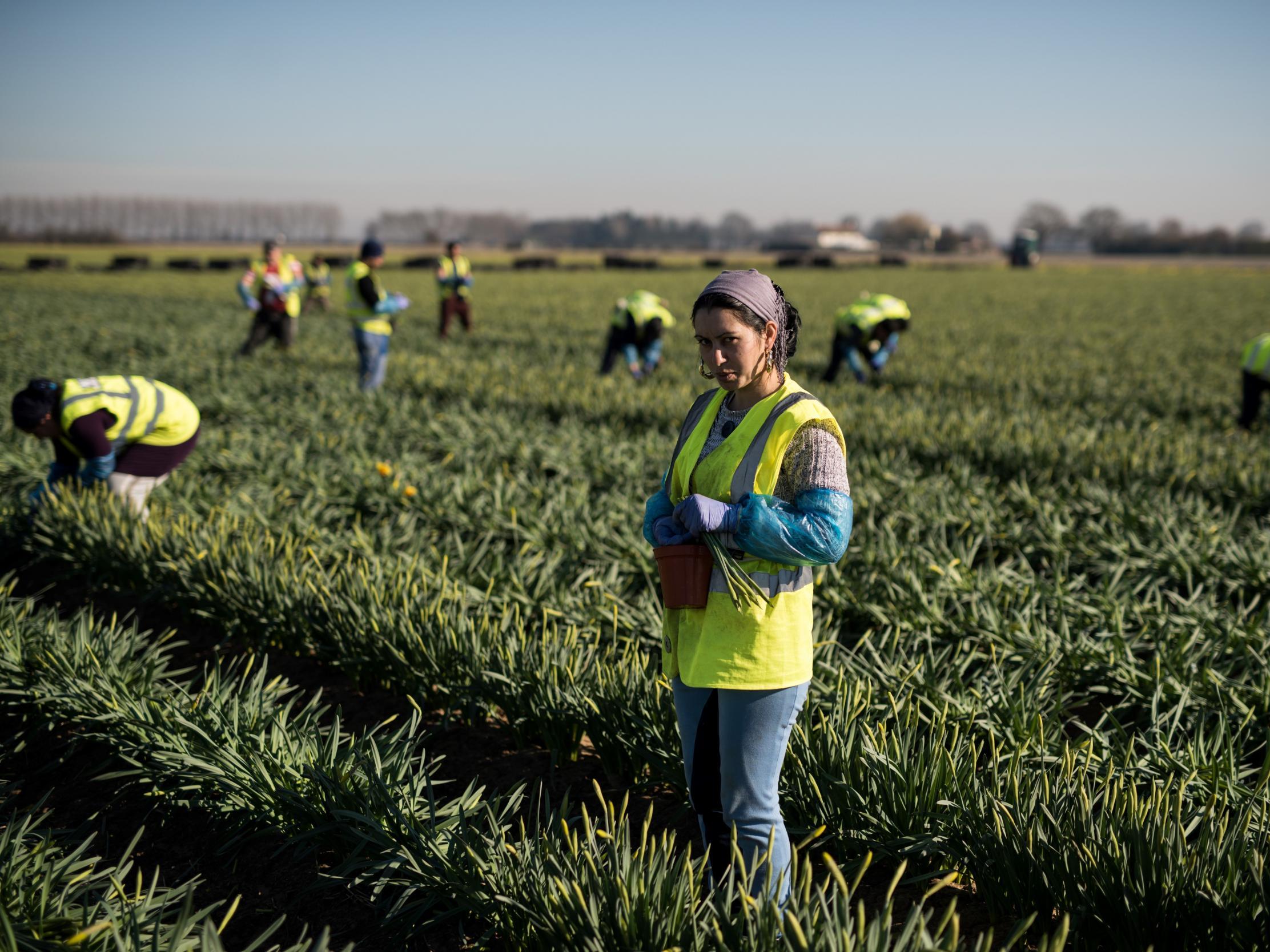Migrant flower pickers from Romania harvest daffodils near Holbeach in eastern England, February 25, 2019
