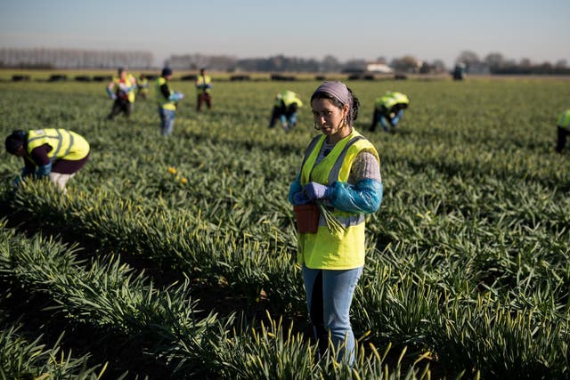 Migrant flower pickers from Romania harvest daffodils near Holbeach in eastern England, February 25, 2019