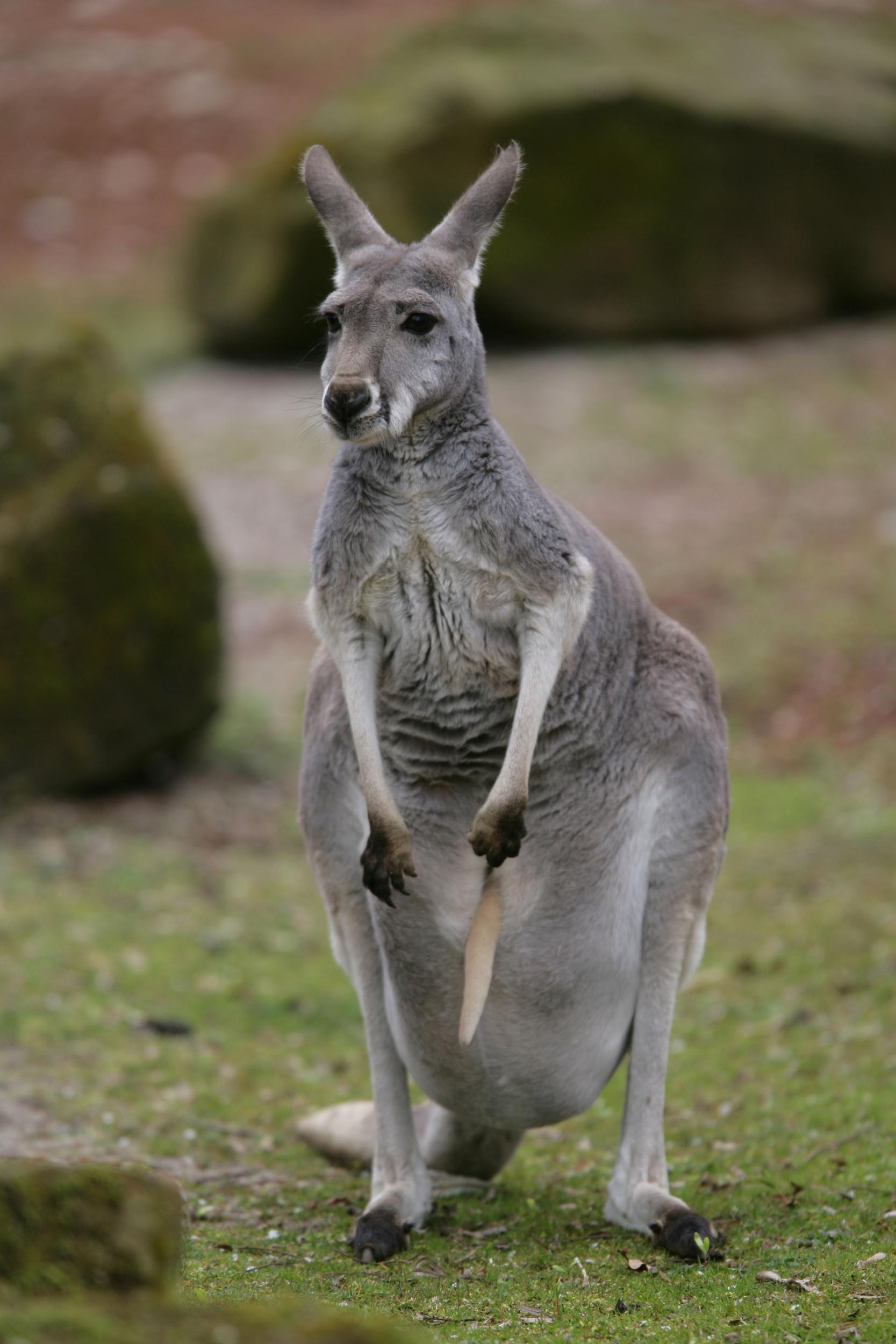 Kangaroos have two separate uteruses