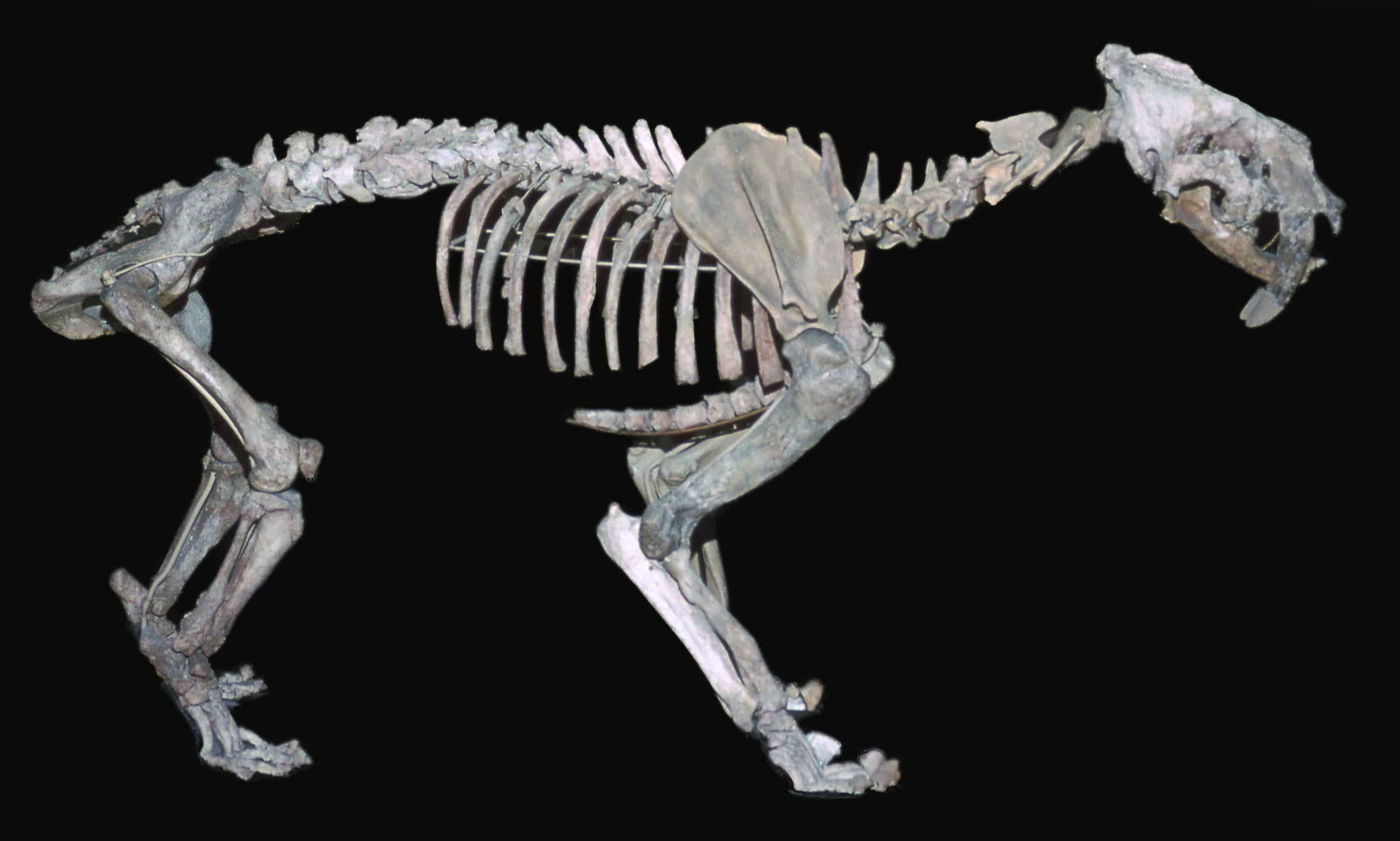 The heavily muscled species were once able to Hulk-smash their way through South America