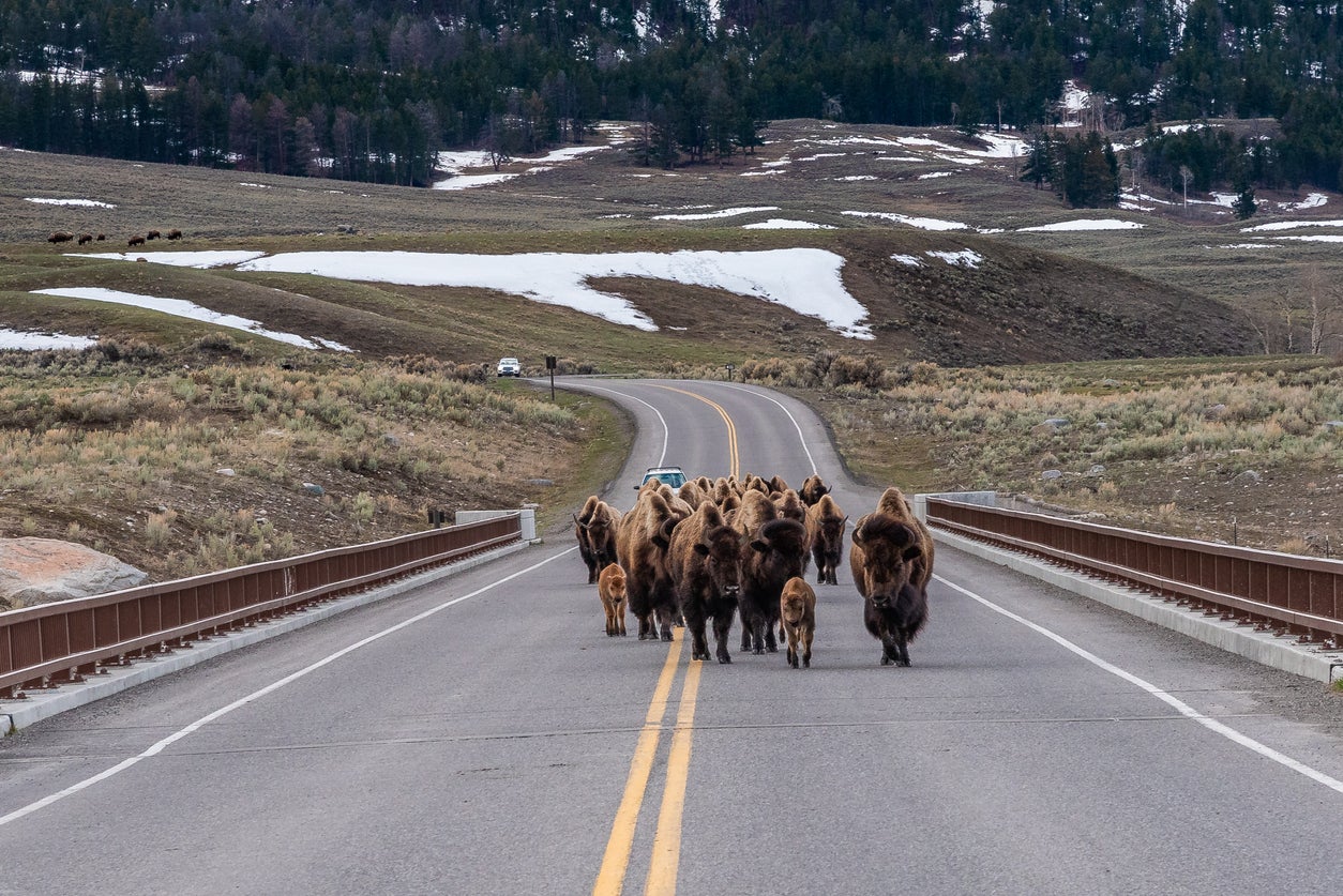 Bison herd on a Yellowstone river bridge