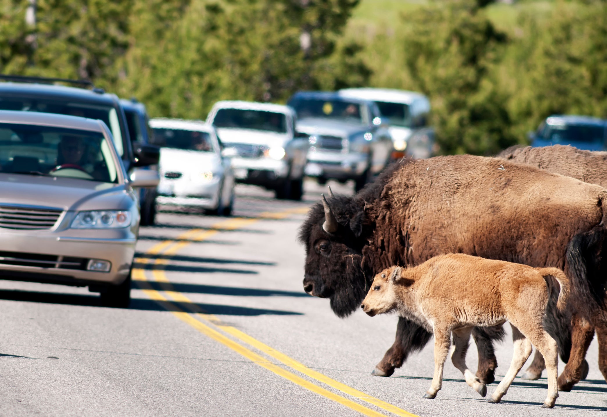 Woman gored by bison at Yellowstone after 'getting too close'