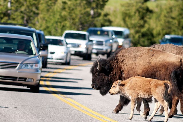 Bison crossing a street in Yellowstone National Park. Please see my portfolio for other animal and Yellowstone images