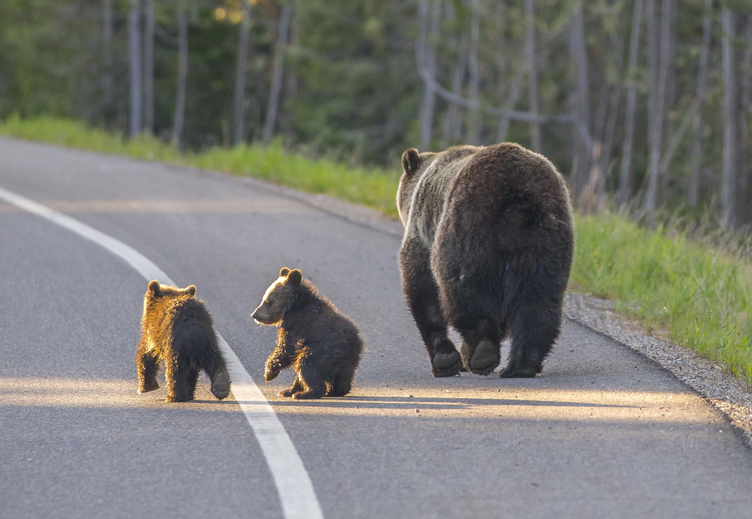 A family of grizzly bear stroll down a main road in Grand Teton National Park