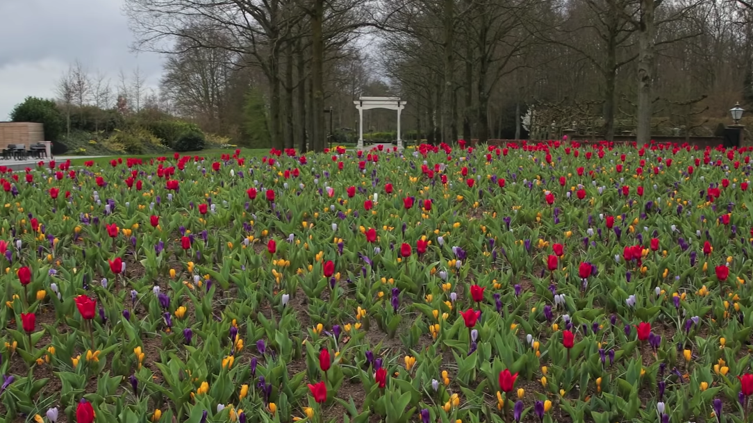 The flower hill at Keukenhof which is just some of the seven million buds (Visit Keukenhof)