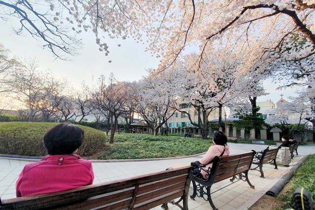 Citizens of Seoul practising social distancing while admiring the colourful petals of newly-blossomed cherry trees