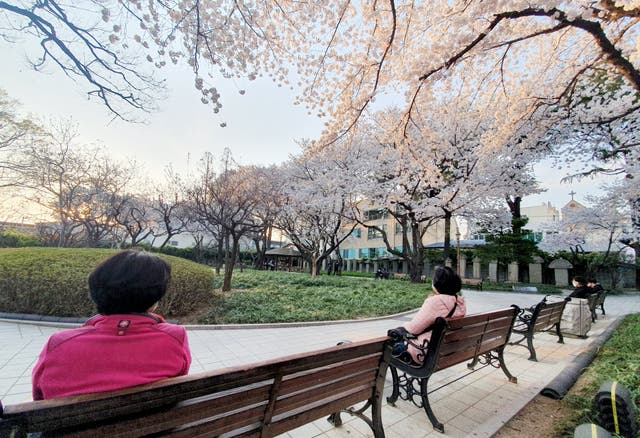 Citizens of Seoul practising social distancing while admiring the colourful petals of newly-blossomed cherry trees