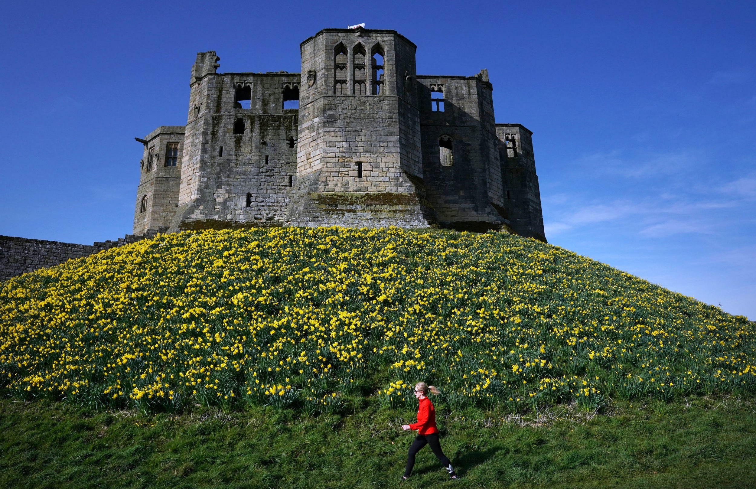 Fields of gold: daffodils bloom at Warkworth Castle, Northumberland