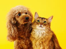 Coronavirus pandemic sees huge increase in dog and cat adoptions