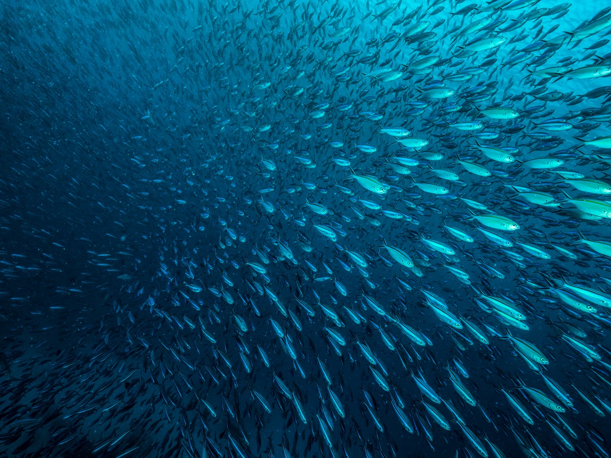 migrating fish species