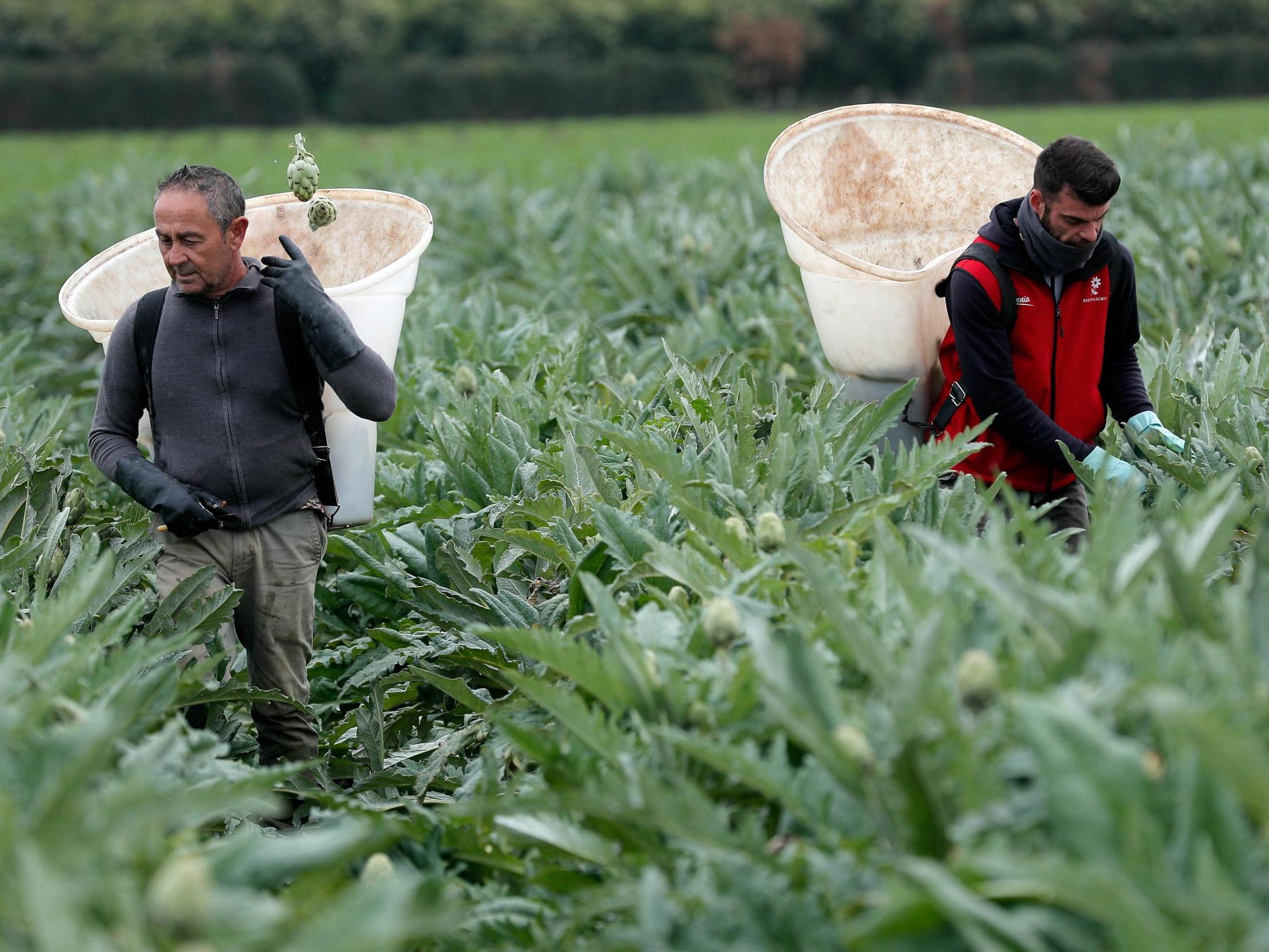 Farm workers harvest artichokes at a farm in Valencia, eastern Spain