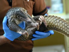 Scientists find virus similar to Covid-19 in pangolins