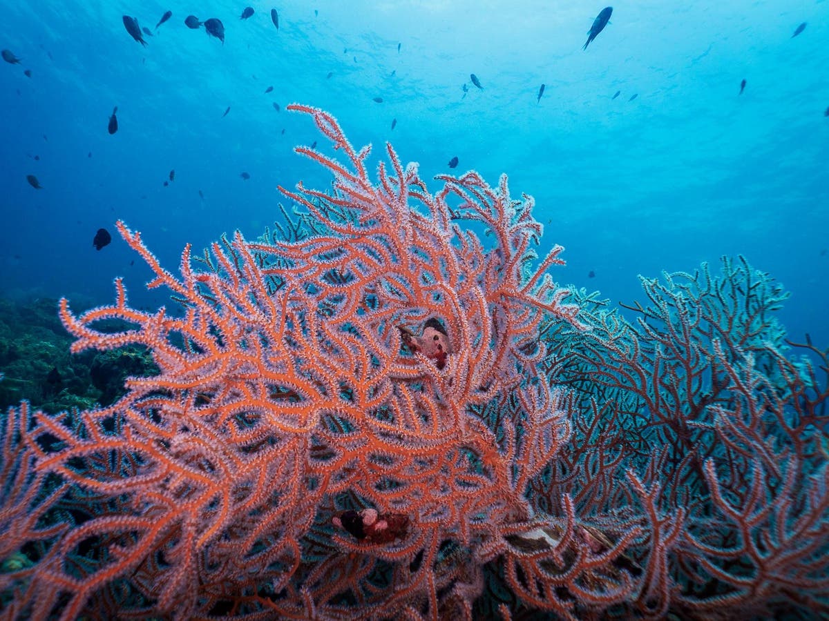 Marine species ‘fleeing towards earth’s poles to escape rising ocean ...