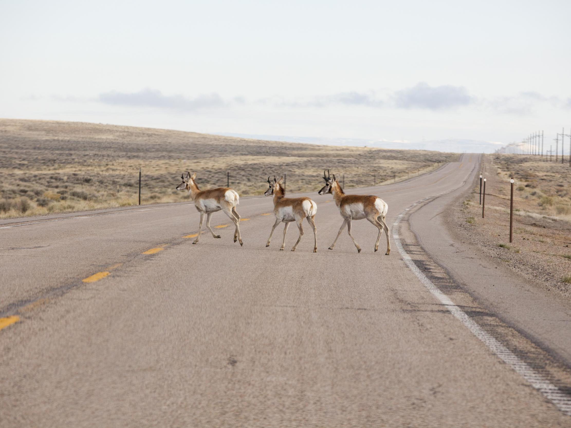 Snow on the Hoof: How Deer, Elk and Other Western Wildlife Cope in