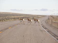 Creating green corridors to protect Wyoming’s wildlife from extinction