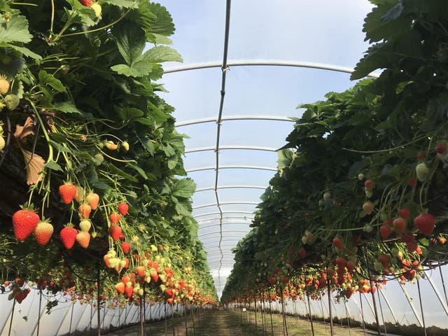 Britain's strawberry picking season starts soon, and farms like East Scryne (pictured) are running short of pickers