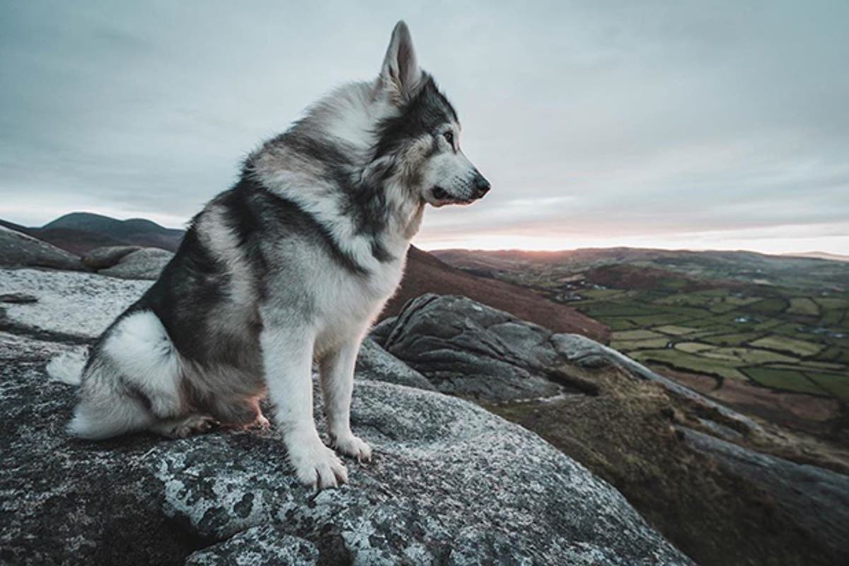 Game of Thrones: Odin, who played Bran Stark’s direwolf in first episode, dies aged 10