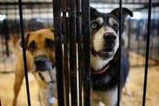 Animal shelters clear out twice in one week amid pandemic