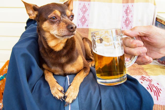 A cute dog and a cold beer: a perfect pairing