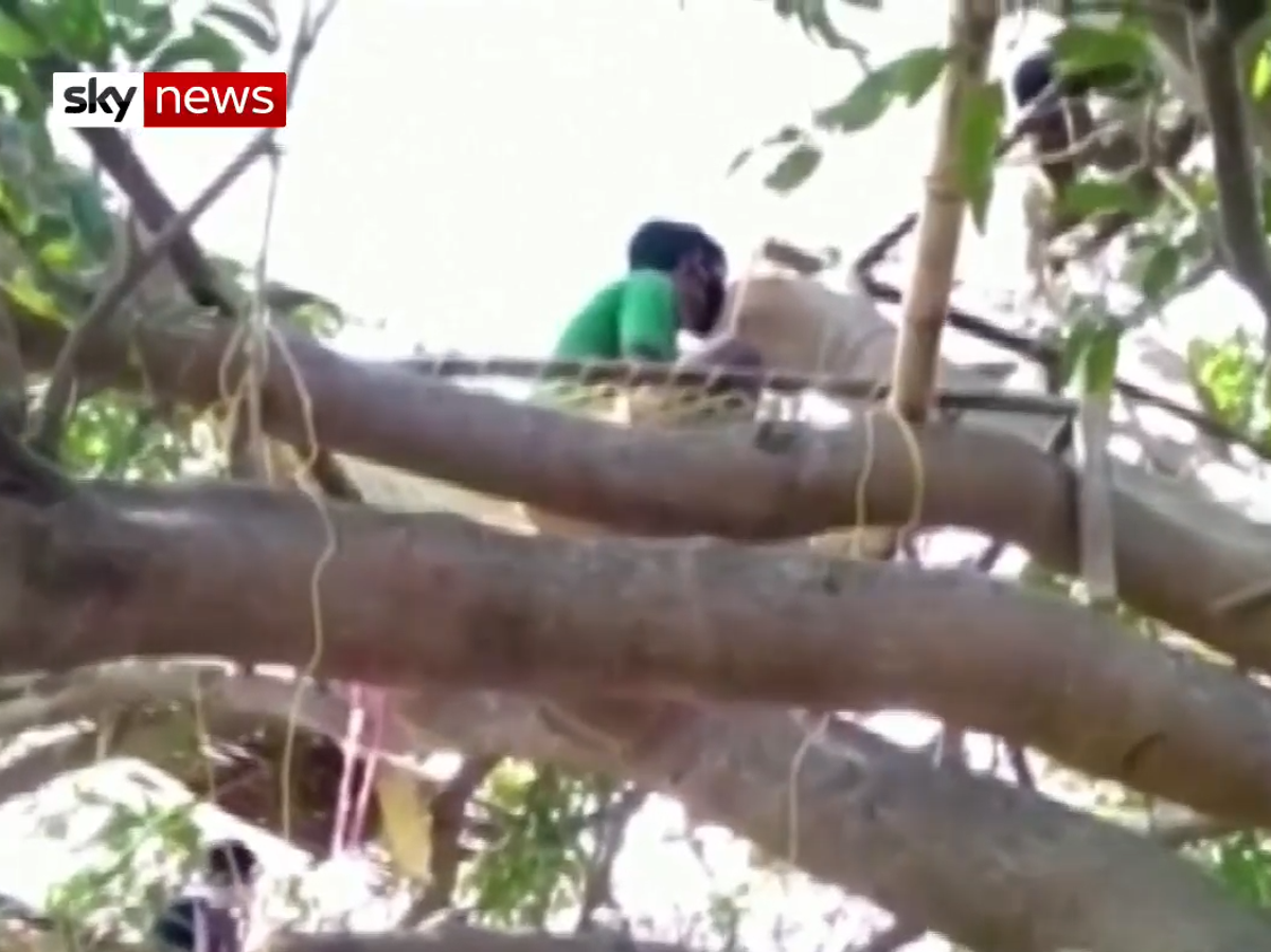 Coronavirus: Indians self-isolate in trees to protect relatives | The ...