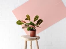 These are the plastic-free house plant and gardening brands I've found