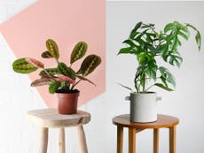 11 best house plants that will boost your mood and space