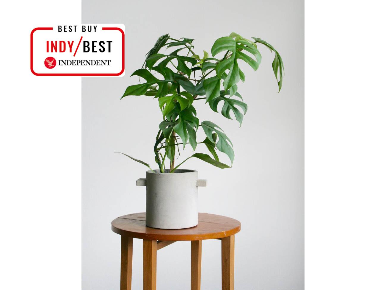 Bring the outside in with an easy to care for house plant (The Independent)