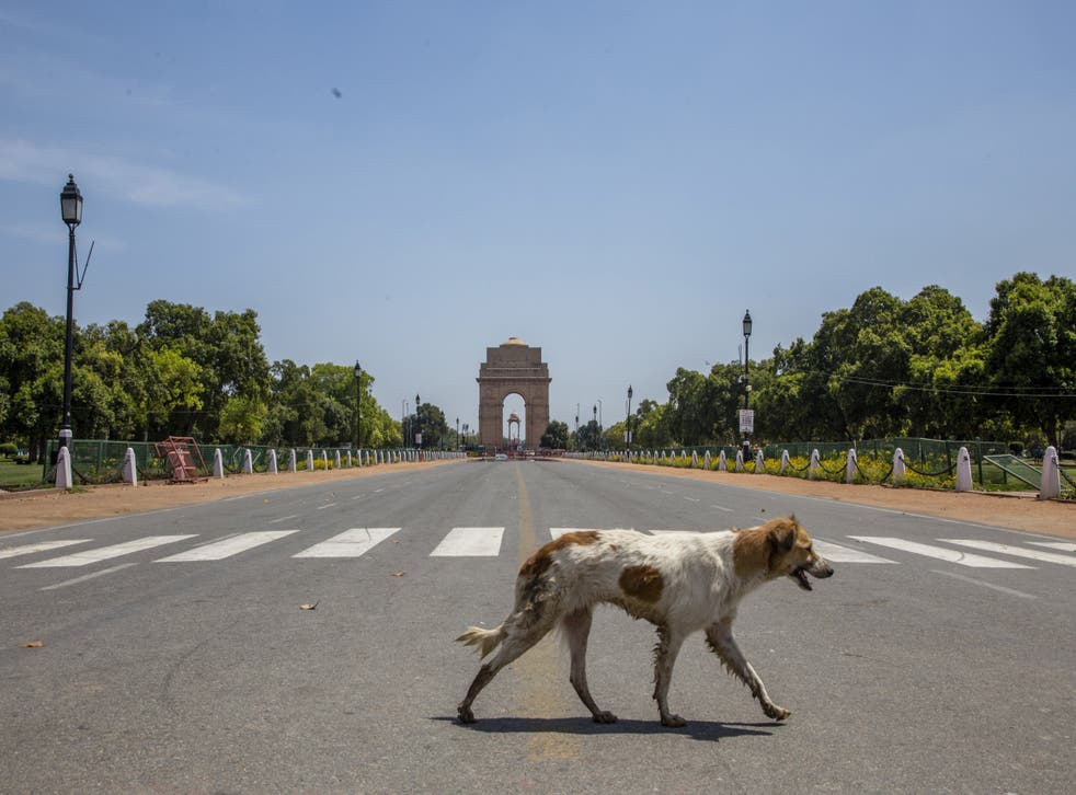 <p>Representational: At least 300 stray dogs were allegedly poisoned, killed and their carcasses dumped near a lake in southern India</p>