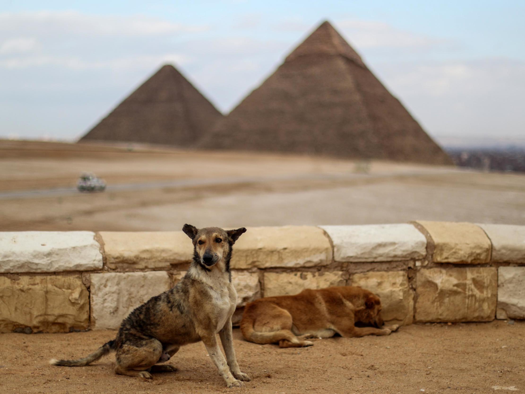 Many aspects of the virus, such as its effect on animals, have been under-reported in Egypt (AFP)