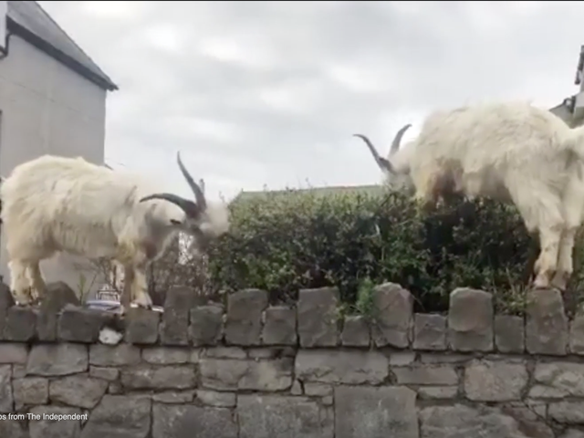 Goats appear to be venturing further than usual in the town Llandudno during coronavirus lockdown