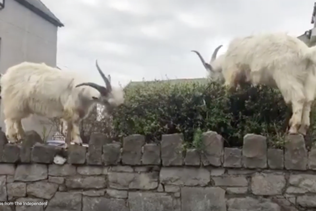 Goats appear to be venturing further than usual in the town Llandudno during coronavirus lockdown