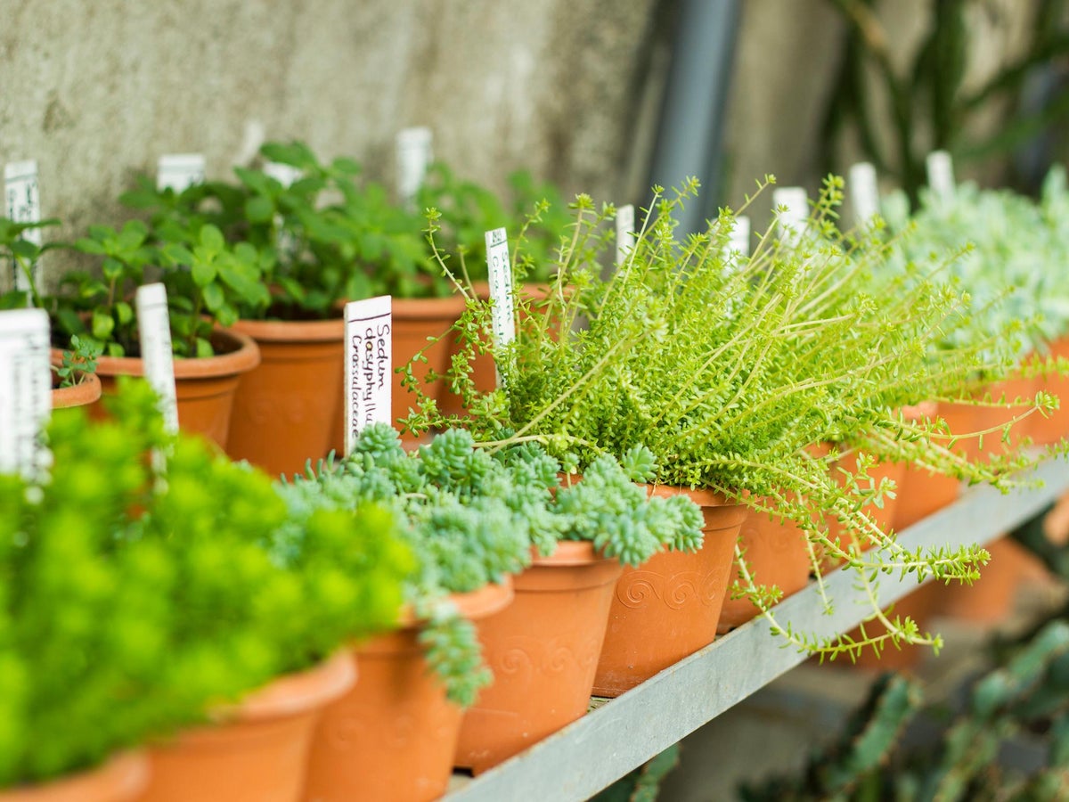 The Online Garden Centres And Plant Nurseries With Home Delivery The Independent