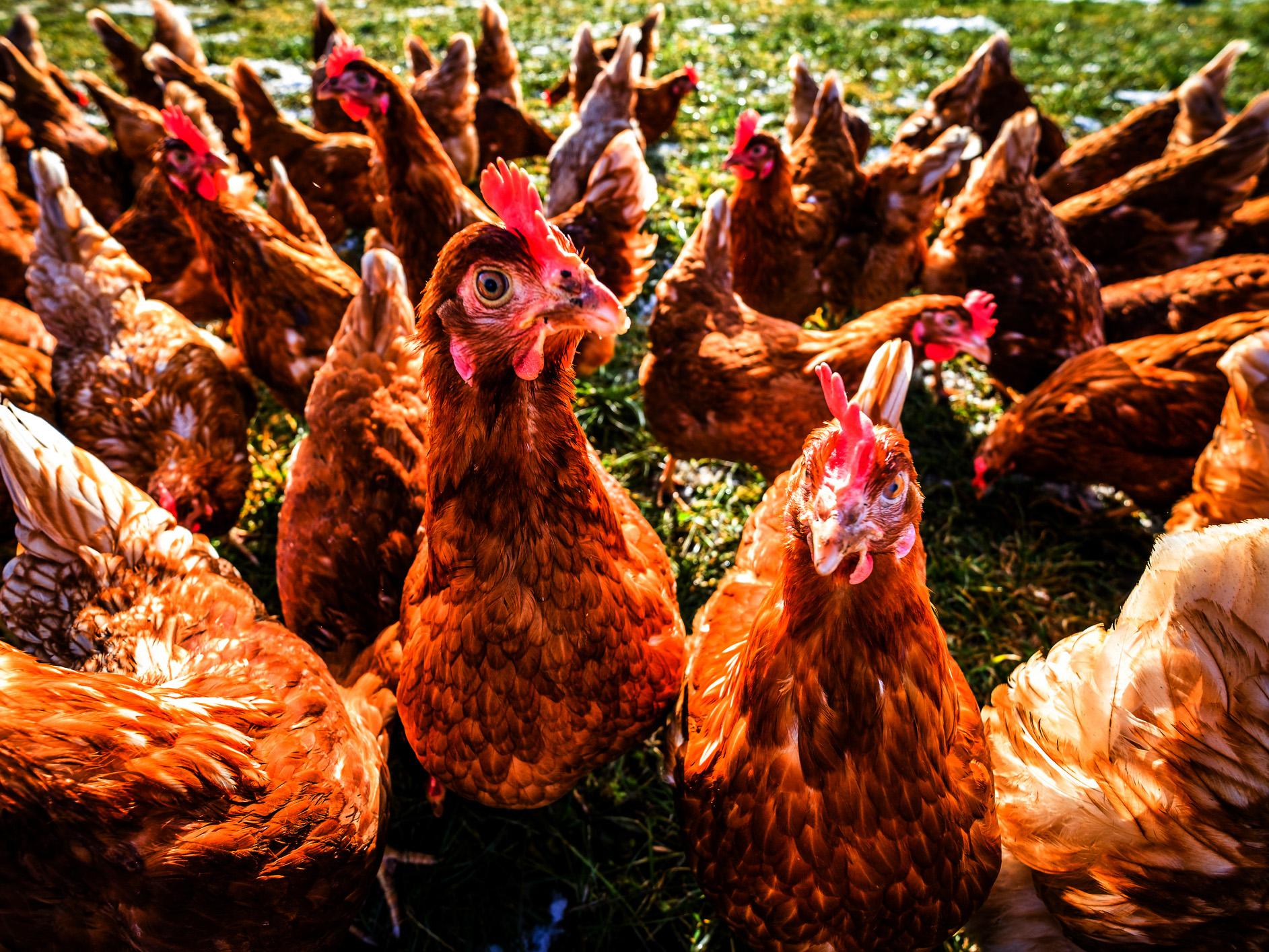 New Zealand suburb terrorised by feral chickens in 'Stephen King-like scenes'