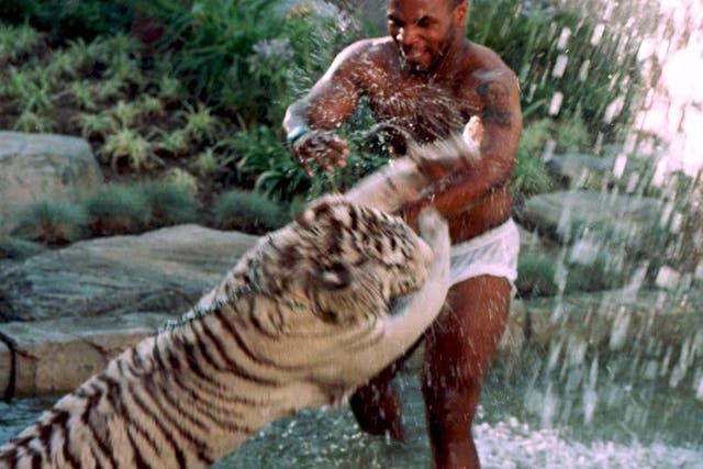 Mike Tyson playing with his pet tiger, in 1996