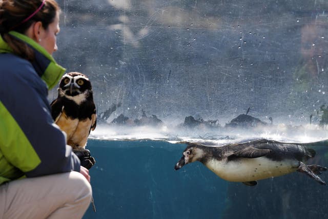 Zoos and Aquariums are struggling all over the country